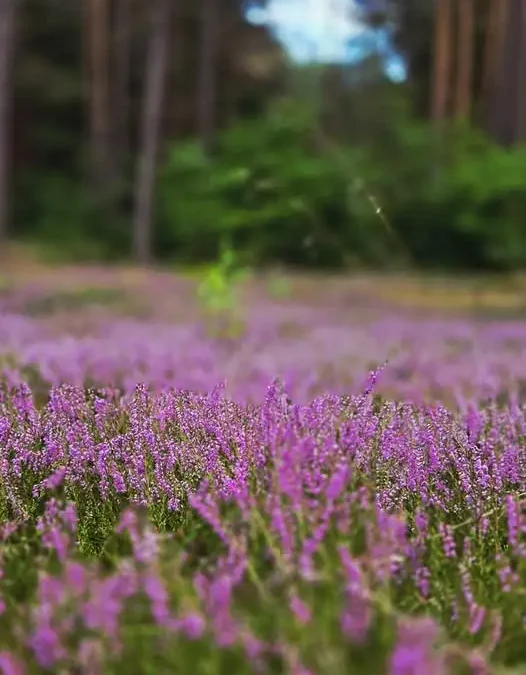 Wrzosowiska w pełni kwitnienia – nadleśnictwo zaprasza na spacer