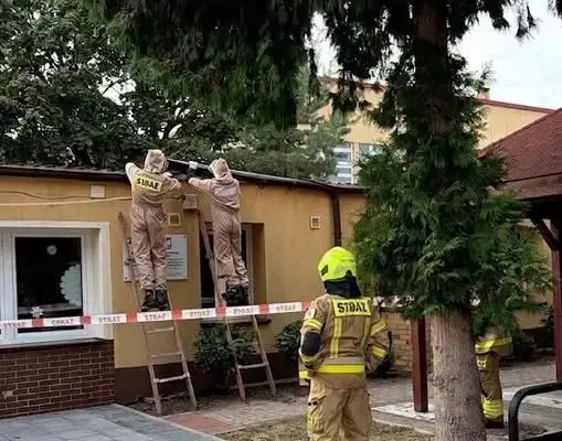 OSP Moryń interweniowała dwukrotnie: usuwanie gniazd owadów błonkoskrzydłych