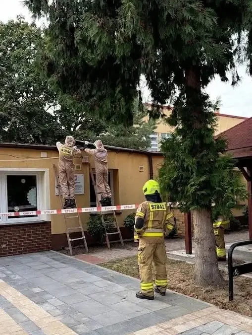 OSP Moryń interweniowała dwukrotnie: usuwanie gniazd owadów błonkoskrzydłych