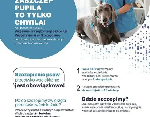 Obowiązkowe szczepienie psów przeciwko wściekliźnie – przypomnienie Inspekcji Weterynaryjnej