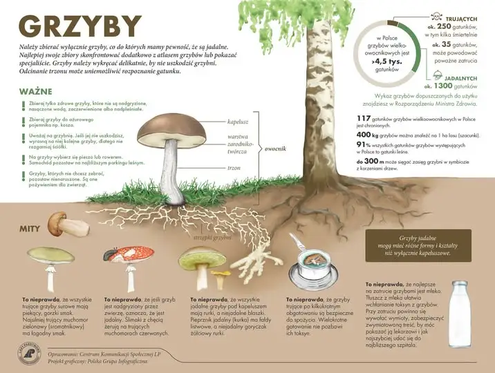Sezon na grzyby w pełni – leśnicy przypominają zasady bezpiecznego grzybobrania