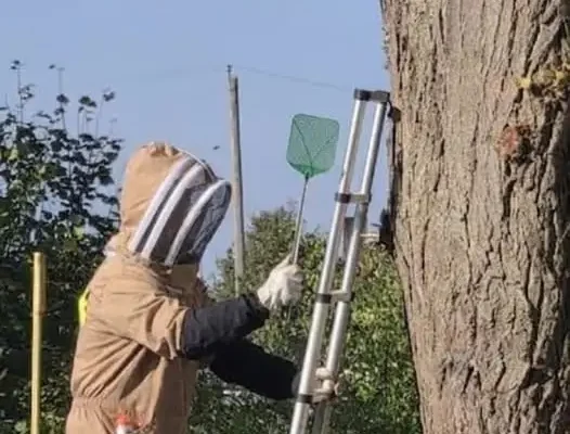 Trzy interwencje strażaków z OSP Moryń w jeden dzień: gałąź, pożar drzewa i szerszenie