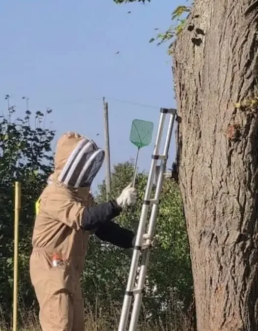 Trzy interwencje strażaków z OSP Moryń w jeden dzień: gałąź, pożar drzewa i szerszenie
