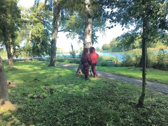 Trzcińsko-Zdrój: Gniazdo szerszeni w pękniętym drzewie w Parku Miejskim