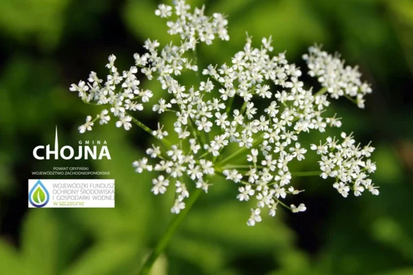 Gmina Chojna z 75-procentowym dofinansowaniem na walkę z barszczem Sosnowskiego