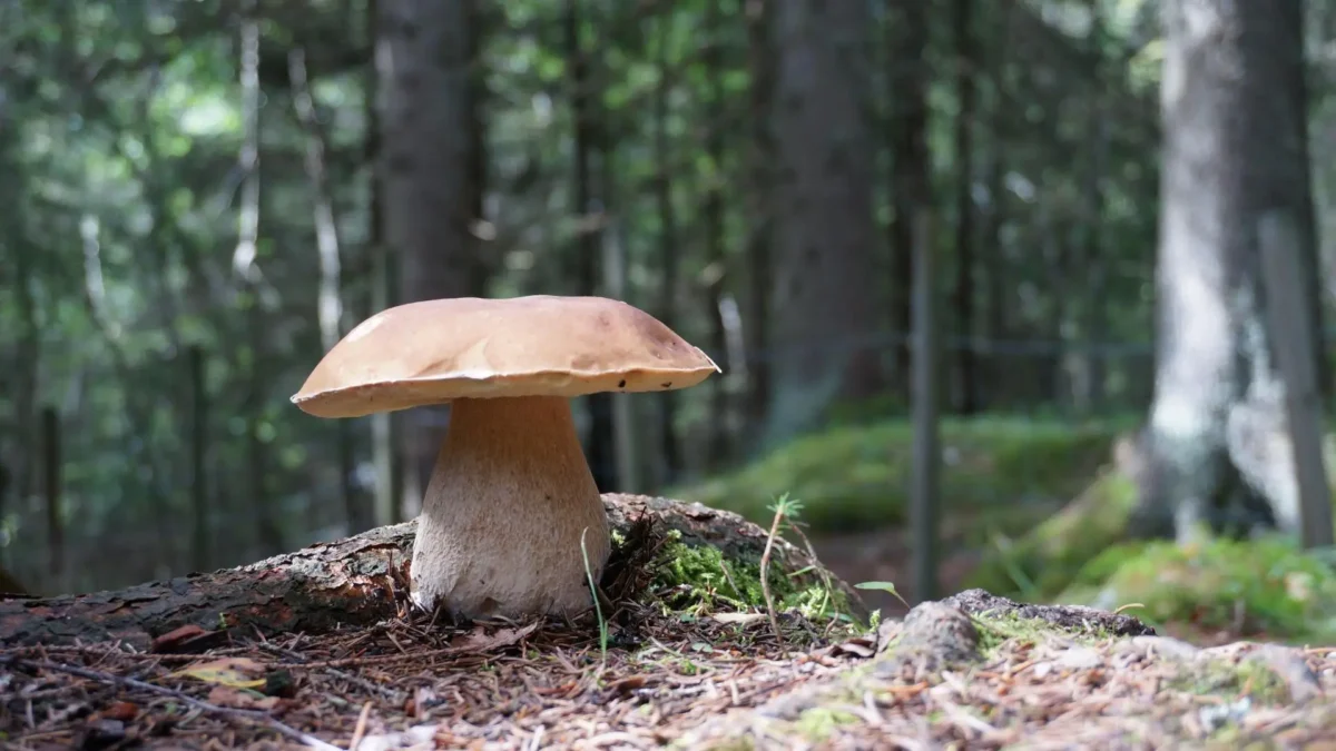 Sezon na grzyby w powiecie gryfińskim – sanepid przypomina o atestach i zasadach sprzedaży