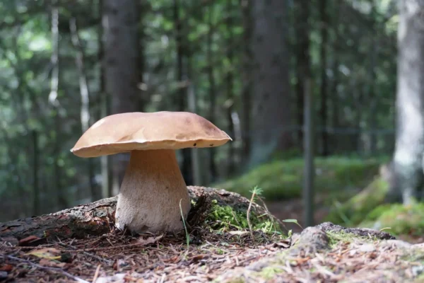 Sezon na grzyby w powiecie gryfińskim – sanepid przypomina o atestach i zasadach sprzedaży