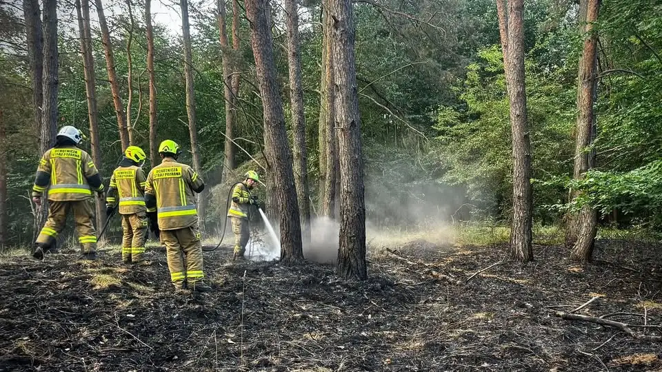 Pożar lasu w Widuchówku — akcja OSP Widuchowa