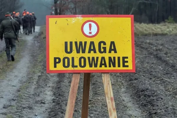 Polowania zbiorowe w okolicach Sosnowa, Kunowa, Bania i Lubanowa